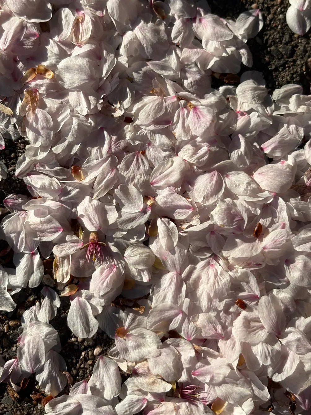 Auntie Julia　阿姨愛你，不會害你❤️