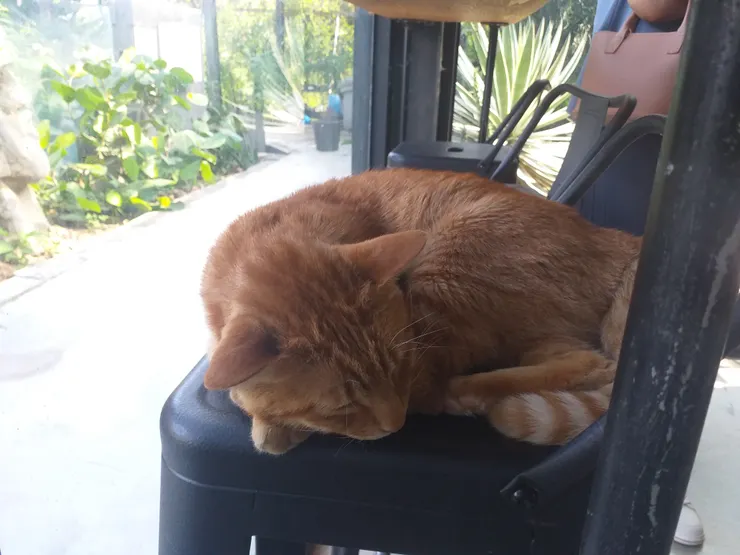 卯咪好好睡阿!!