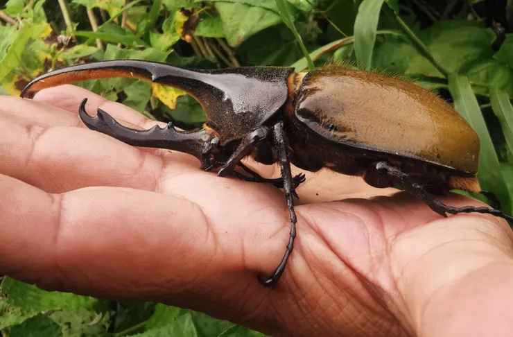 © jose_balderrama 的觀察紀錄