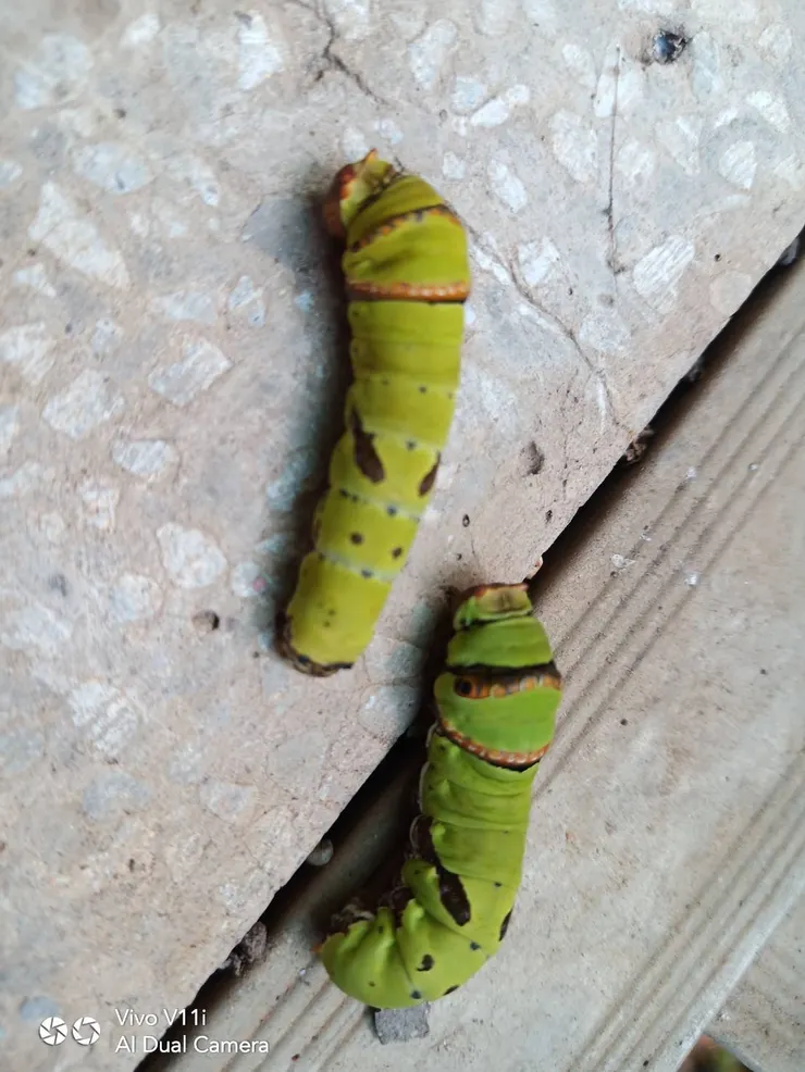 兩隻嗷嗷待哺的小毛蟲🐛/Justine’s mom攝