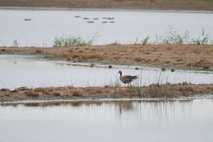 本來的臉很乾净