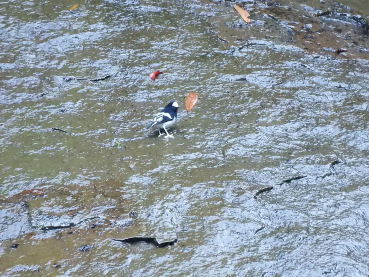 小剪尾|小蝦拍攝