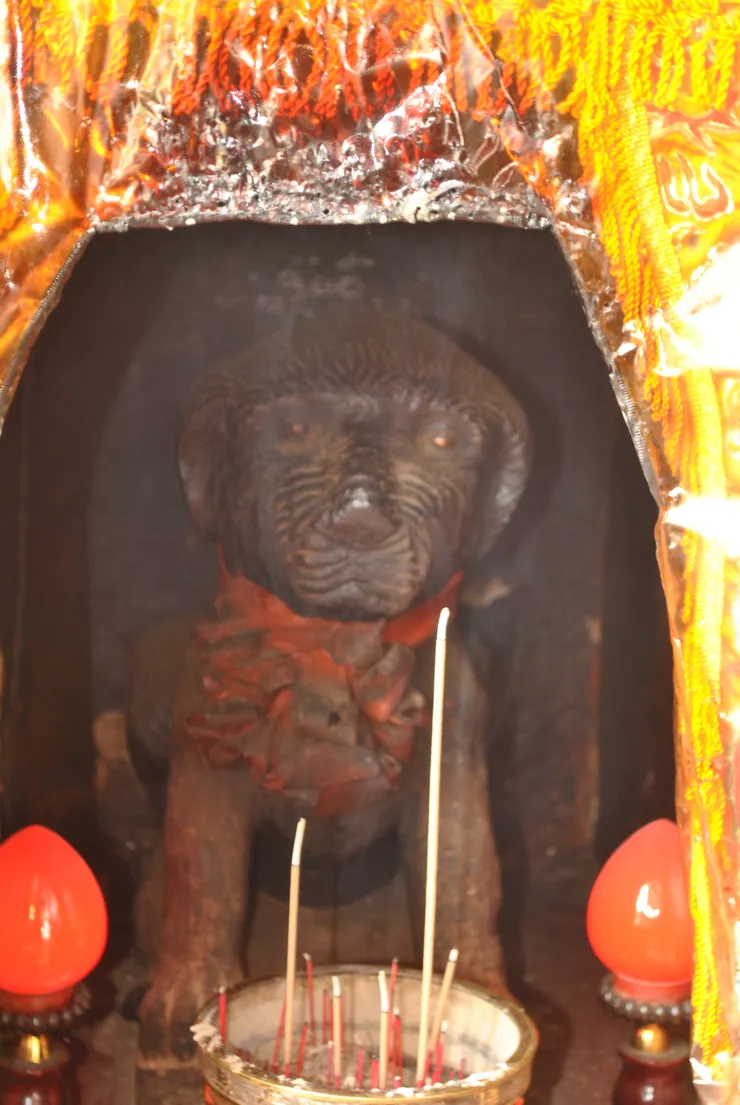 2010年攝之靈犬大將軍