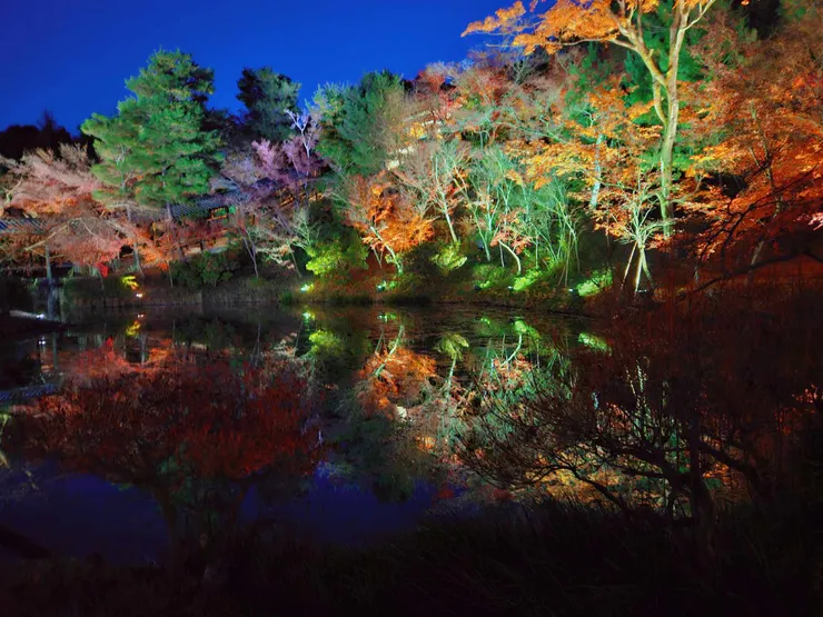 高台寺夜楓