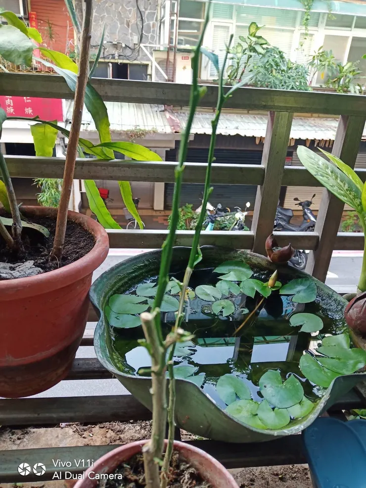 葉片被啃食光的小樹苗/Justine’s mom攝