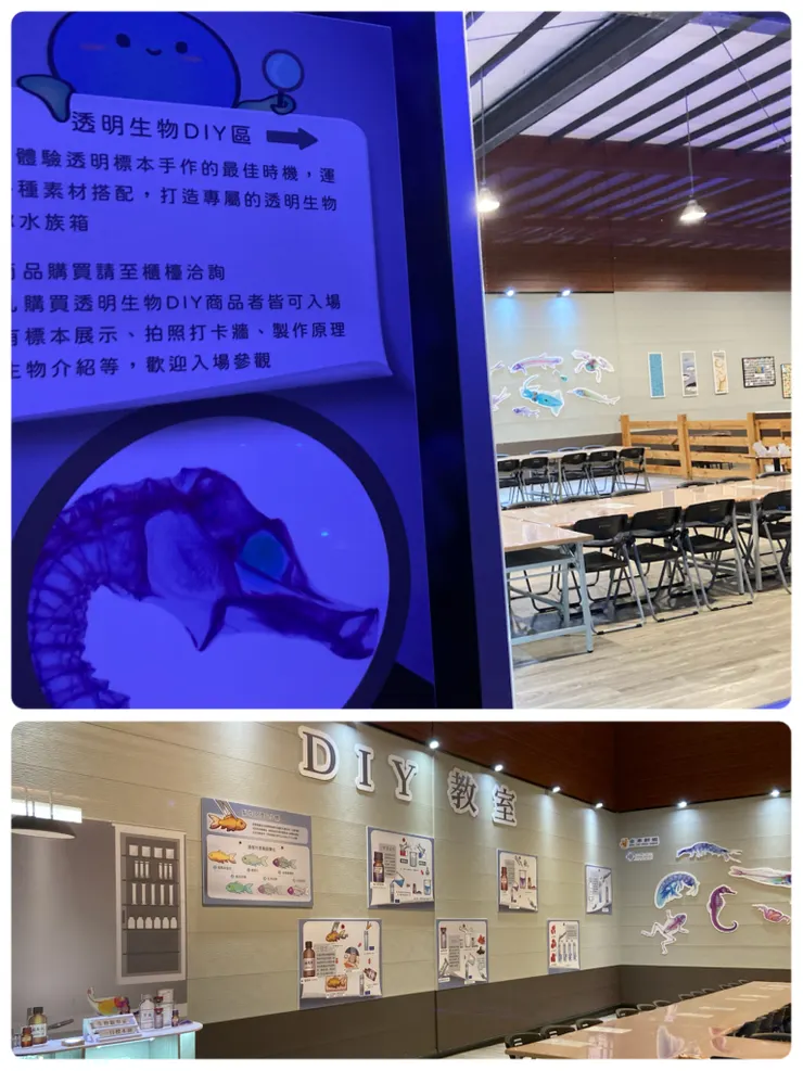 也可以透明標本手作