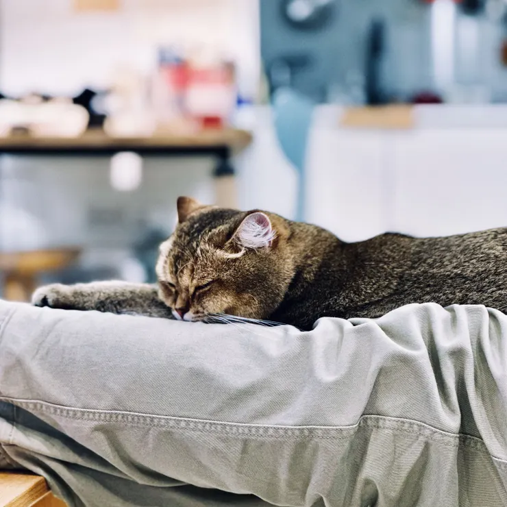 我家 "帕菲" 舒服地趴在爸爸的腿上