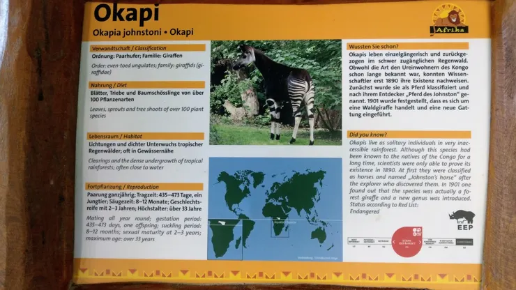 據說在1890才被證實的物種－Okapi
