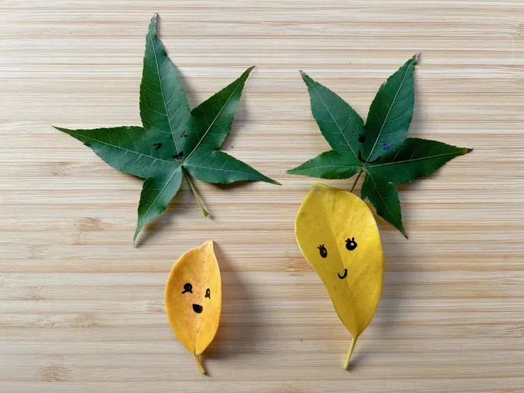 在一樓把樹葉們撿回家，給他們畫了表情，覺得可愛，看了心情好！（硬要放）