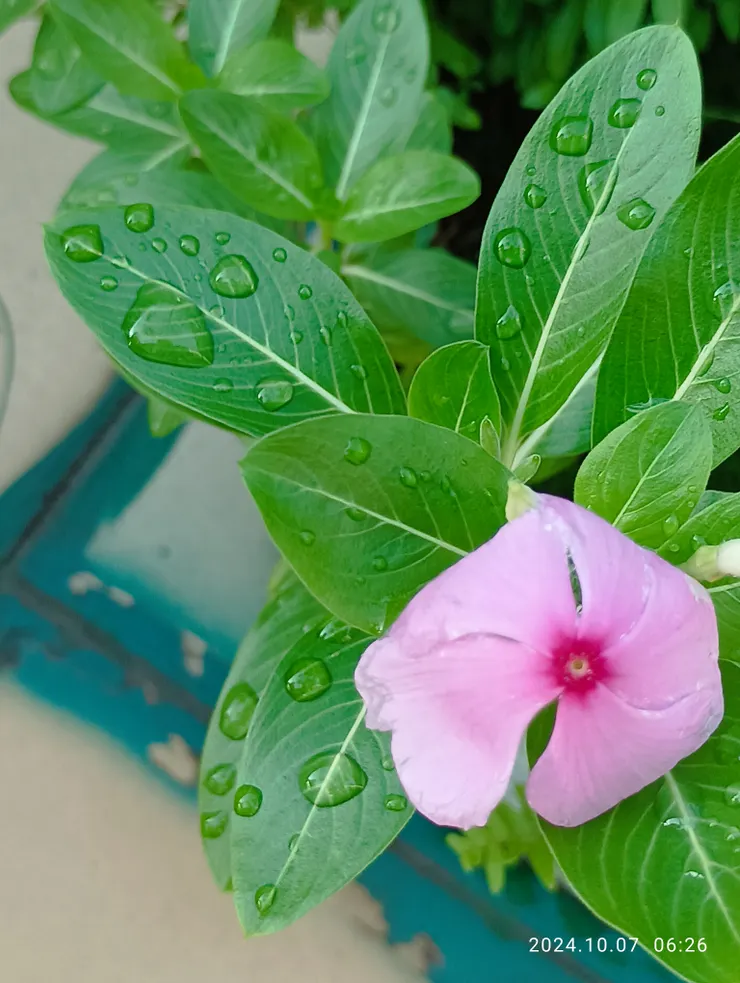 自家台上觀露凝，自拍攝