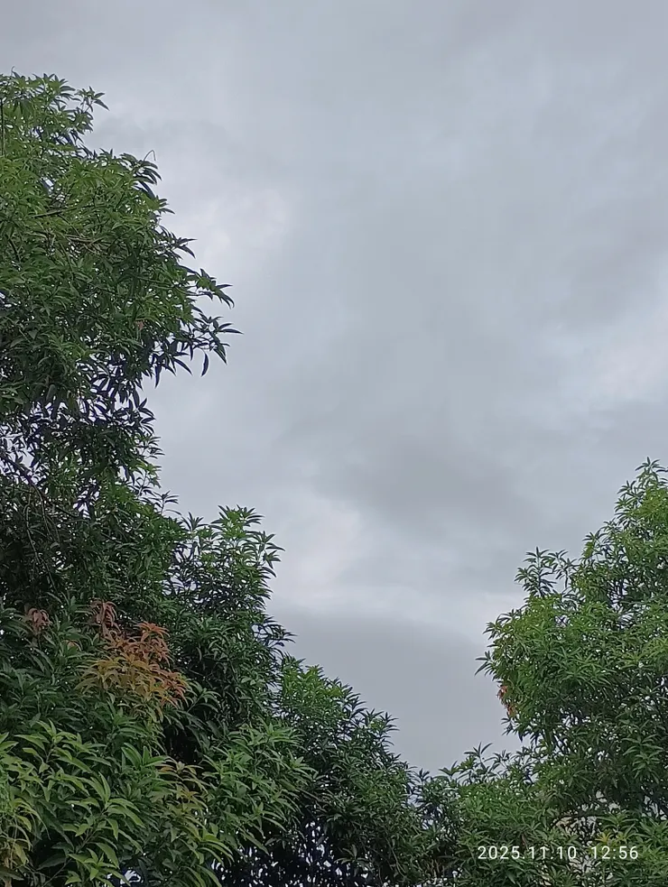 風雨過，青林伴吟。留眼青林伴吟