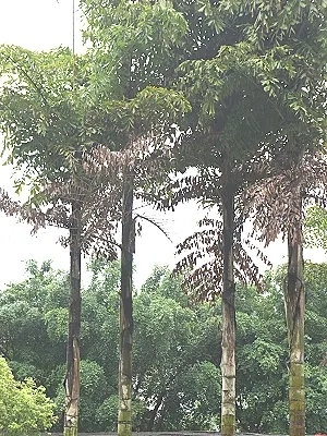 src
