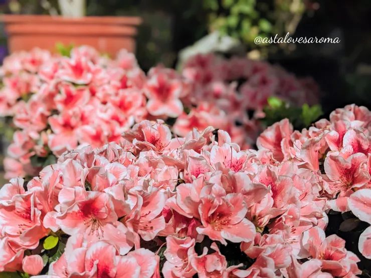 滿滿的杜鵑花盆栽