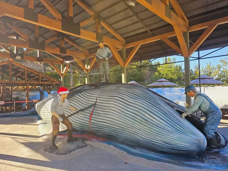 著名的殺鯨畫面~驚!