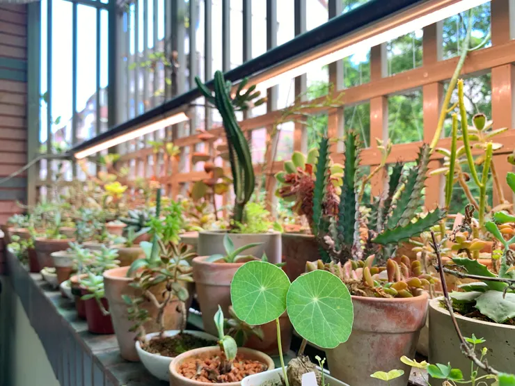 好好小姐把廚房後方的陽台打造成多肉植物的伸展台。每株多肉都有自己的性格，放在每天都能看到的陽台，方便就近觀察他們的生長狀態。