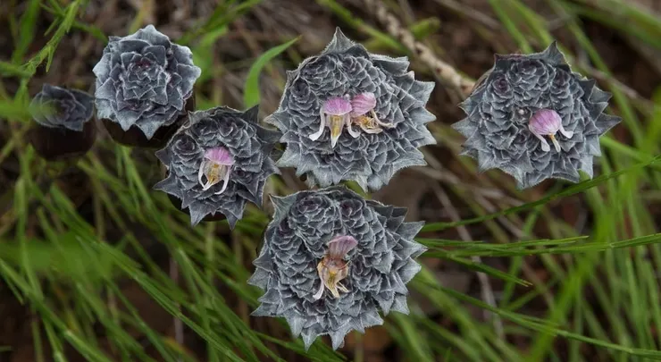 鱗甲魚Lepidagathis capituliformis