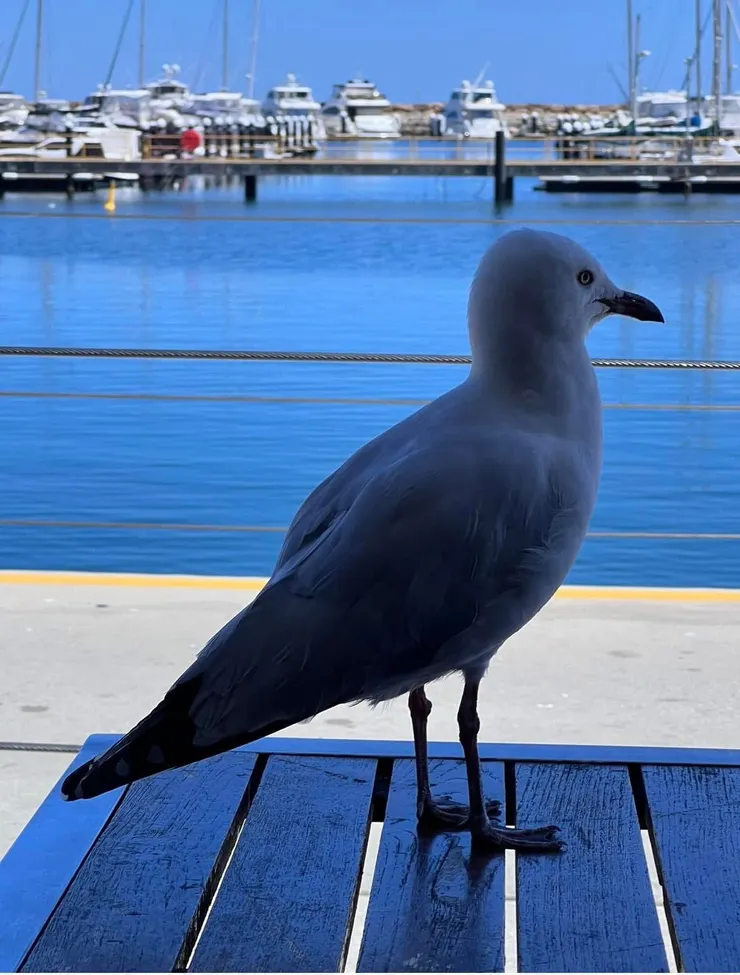 餐廳在海邊，所以很常看見海鷗