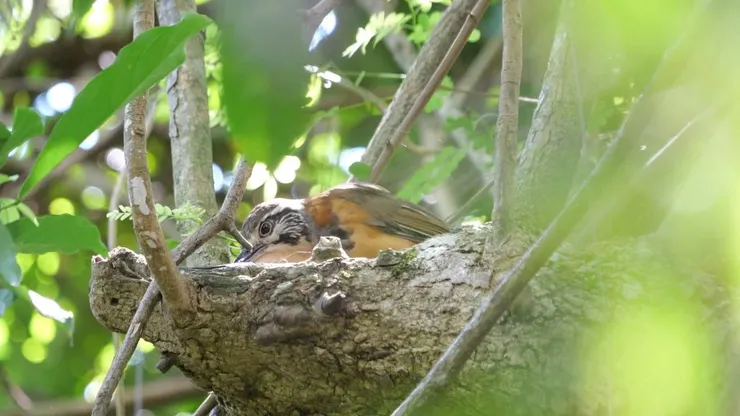 香港不常見留鳥黑領噪鶥