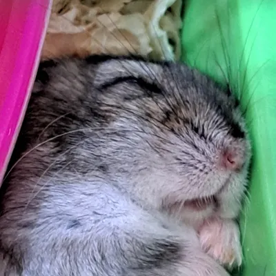 微小歐的左心室