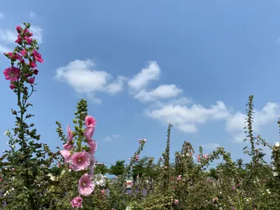 ☁️ 學甲春日：天空抹上了一層輕盈的鮮奶油