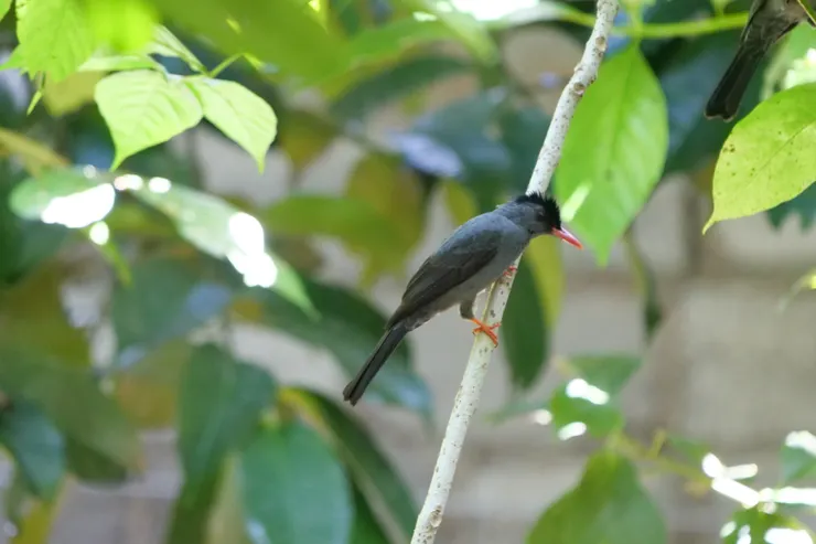 很吵鬧的Square-tailed Bulbul