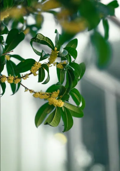 Linger
桂花的香氣，總在空氣裡多停留一會。