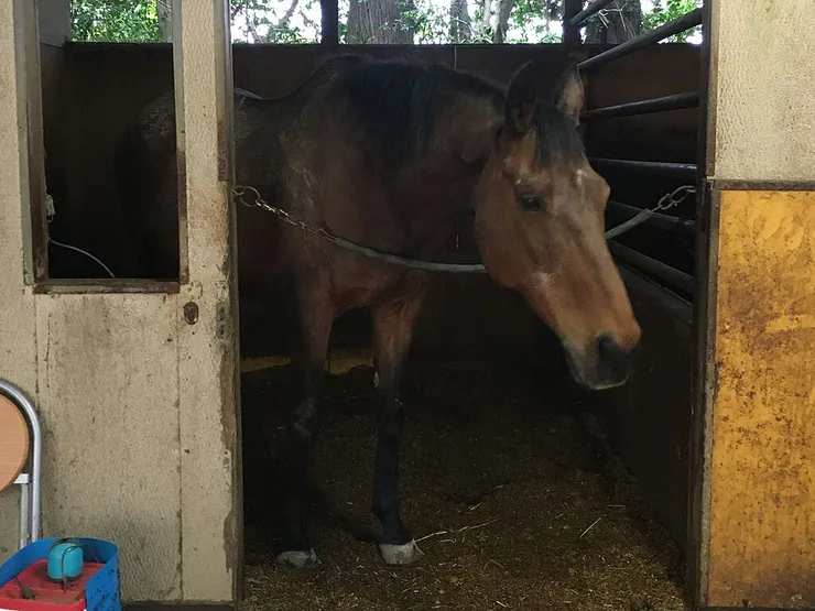 春麗。由 自己的作品 - 自己的作品, 公有領域