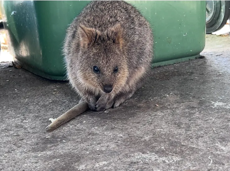嘴角微微揚起的弧度，是微笑的表情，沒錯
