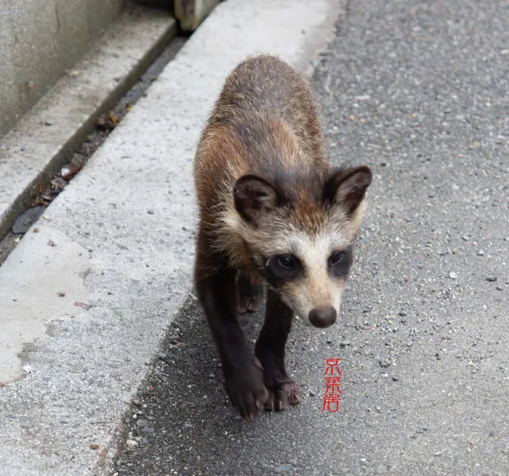 狸貓換烏賊？（攝影 Wu YuYing）