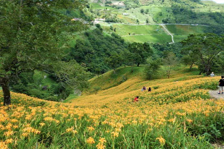 滿山遍谷的金針花海