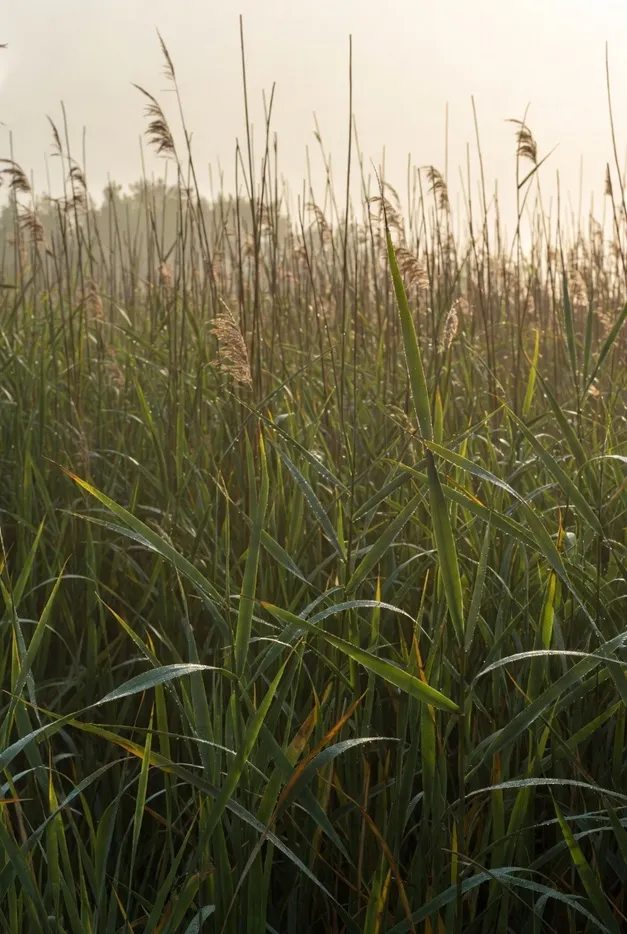 飽含雨露的蘆葦叢