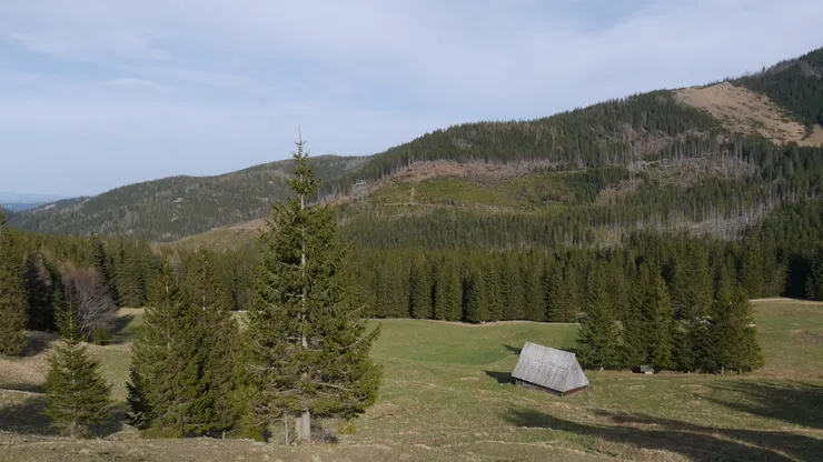 只是草皮怎麼是綠色的，現在應該是番紅花的花期，我應該要看到一片紫色的草地阿。