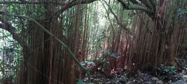 陽光斜射的ㄧ簾幽夢