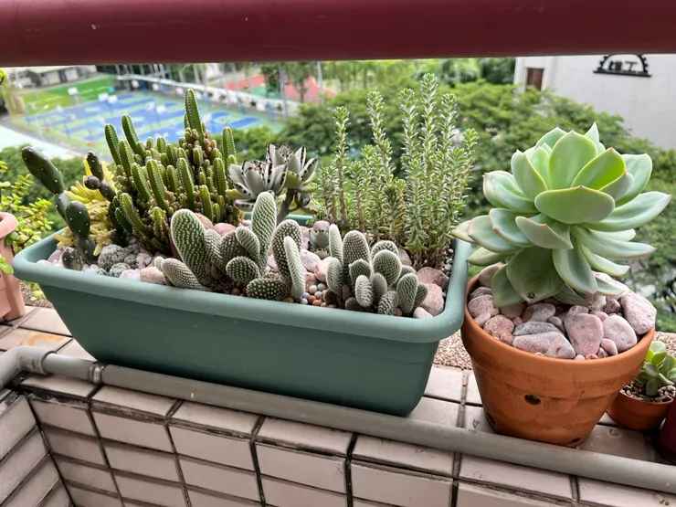 2023/6/18的白鳥帽子組盆和白鳳1號