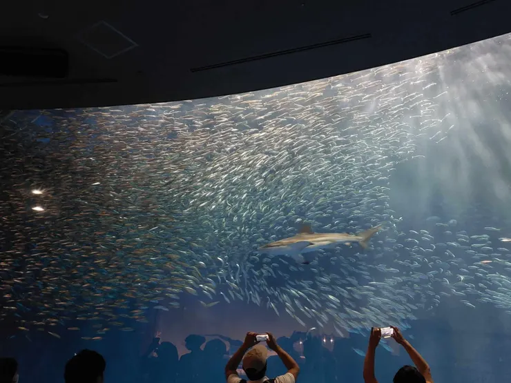 先給大家看一下沙丁魚大群，真的很壯觀！