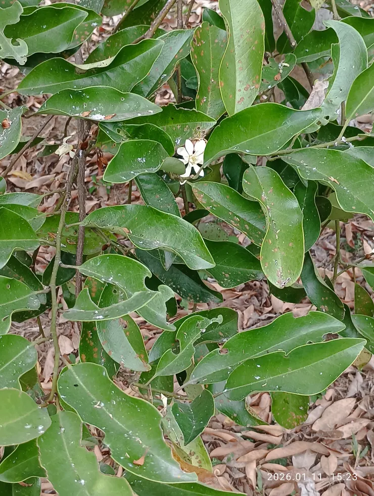 白玉蘭，非玉蘭花樹，皆自拍攝