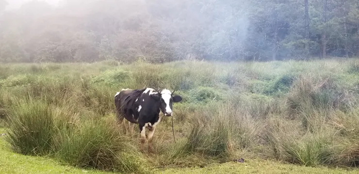 觀鳥地旁的奶牛