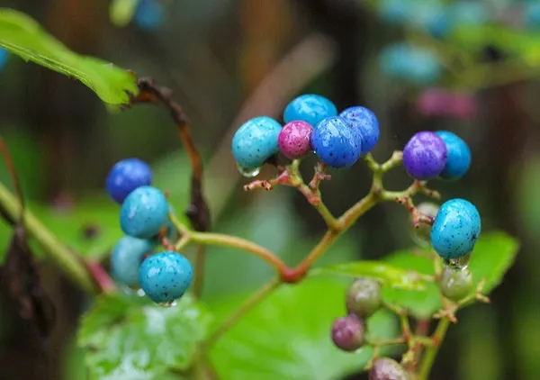 蛇葡萄（學名：Ampelopsis glandulosa）