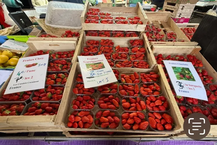 草莓大出的季節