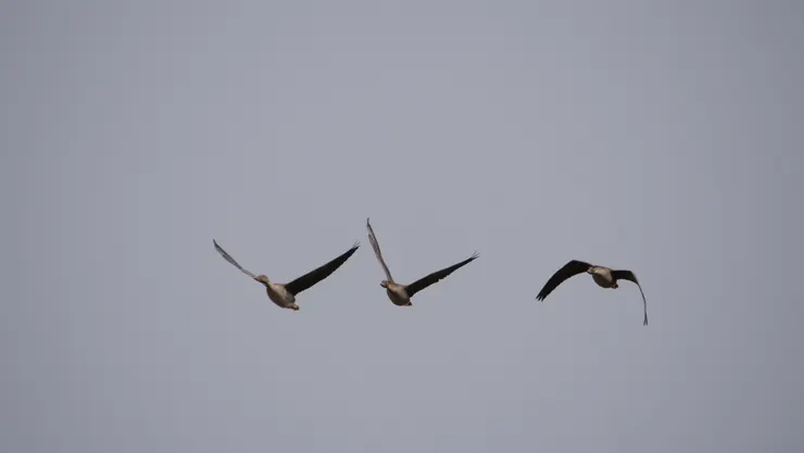 凍原豆雁的正面