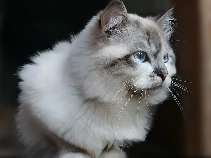 Siberian cat
