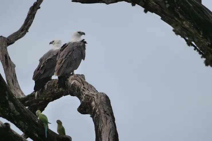 White Bellied Sea Eagle