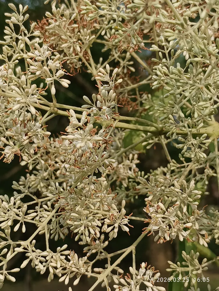 光蠟樹花開（也稱白雞油樹）