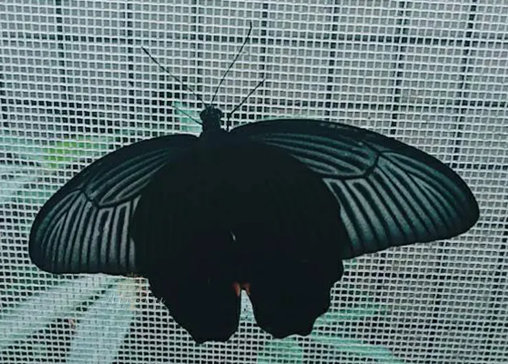 玉帶鳳蝶/小斑鳳蝶/紅紋鳳蝶