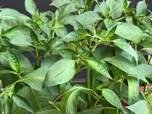 左邊那盆已長出許多的花苞