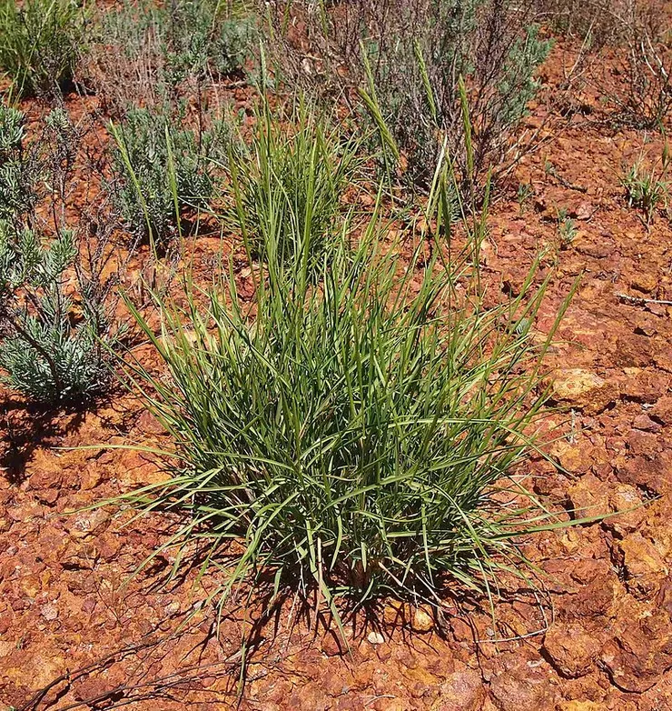 狐尾草屬的N. munroi。圖片來自維基百科