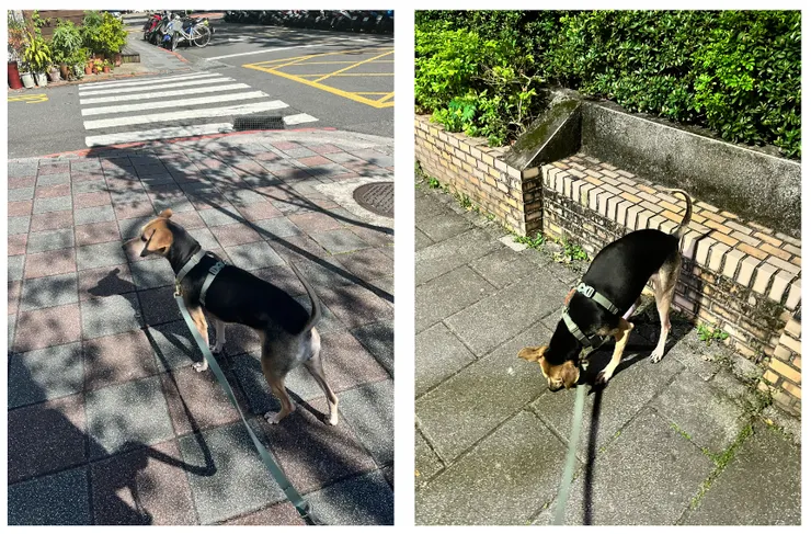 兩次遛狗狀況都滿冷靜的