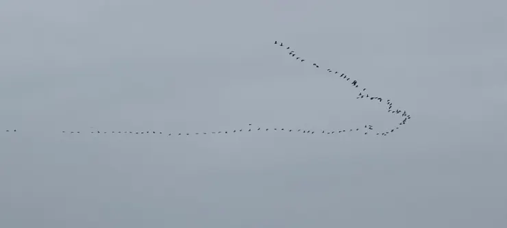 看到很多鳥在天空排列成隊伍飛翔，還一直變換的隊形，第一次看到真的很有趣！