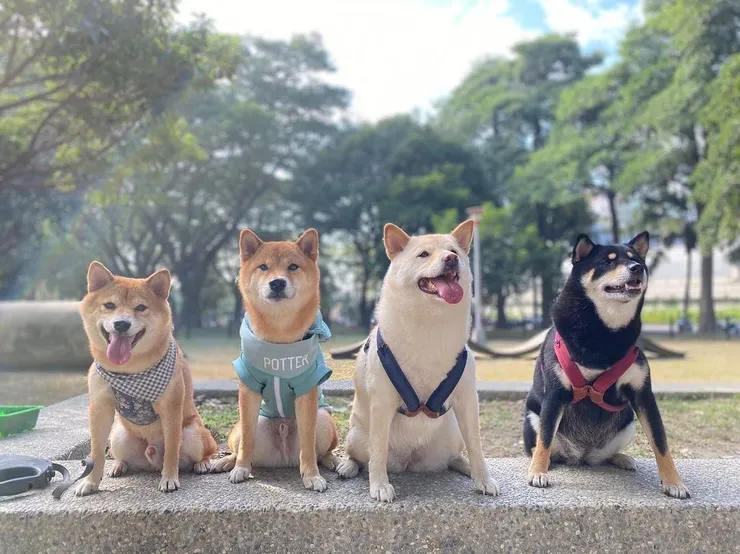 9. 高雄景點：高雄狗狗運動公園