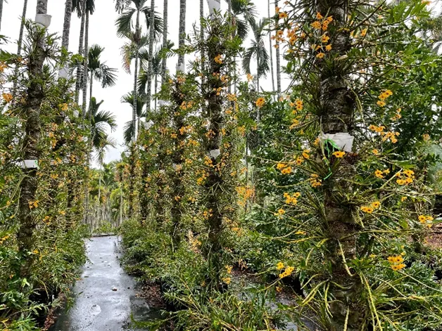南投藥用石斛基地：流蘇石斛花期 (春季)